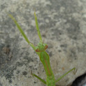 Praying Mantis