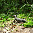 Water Monitor