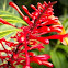 Fire Spike