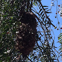 Anna's hummingbird nest active