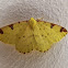 Brimstone Moth