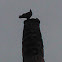 Common raven