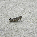 grasshopper
