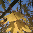 Trees of Michigan