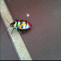 Jewel Bug