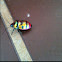 Jewel Bug