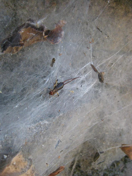 Spotting Image 1