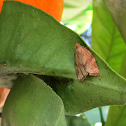 Orange Tortrix