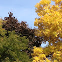Black maple. With ash and locust trees