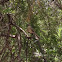 Northern Mockingbird