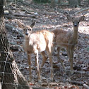 White Tailed Deer