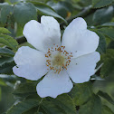 Dog rose