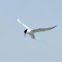 Caspian tern