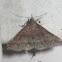 Discolored Renia