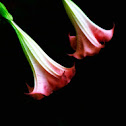 Angels Trumpet