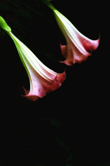 Spotting Image 1