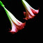 Angels Trumpet