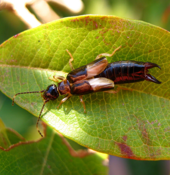 Scissor bug Project Noah