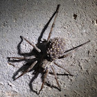 Rabid wolf spider
