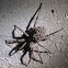 Rabid wolf spider