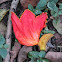 Tulip tree