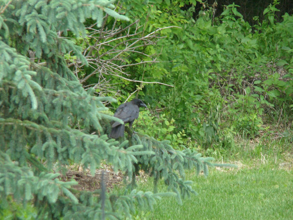 Spotting Image 1