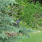American Crow