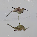 Willet