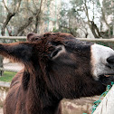 Donkey