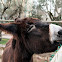 Donkey