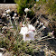[Convolvulus lanuginosus]