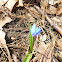 Scilla