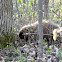 Canadian Porcupine