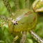 Green lynx spider