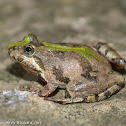 Northern cricket frog