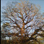 Oak tree