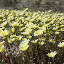 desert dandelion