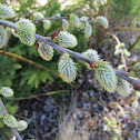 Pussy Willow