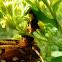Jagged Ambush Bug