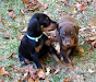 Doberman Especializados Pureza 100 Venezuela