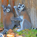 Ring-tailed Lemur