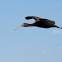 Glossy Ibis
