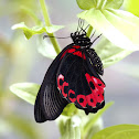 Scarlet Mormon