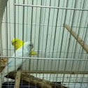 Parakeets