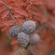 Bald cypress
