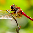 Ruby Meadowhawk