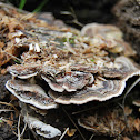 Turkey tail fungus