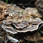Turkey tail fungus
