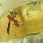Paper wasp
