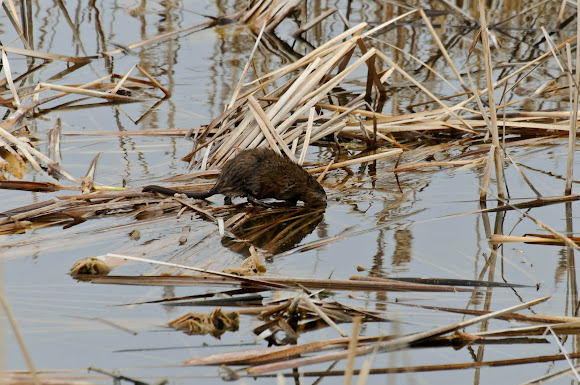 Spotting Image 1